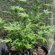 3in1 Outdoor Lemon Cherry Cookies Auto