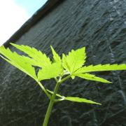 Outdoor Lemon Cherry Cookies Automatic