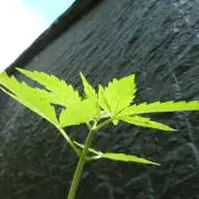 Outdoor Lemon Cherry Cookies Automatic