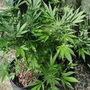 3in1 OUTDOOR Apricot Automatic FastBuds