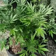 3in1 OUTDOOR Apricot Automatic FastBuds