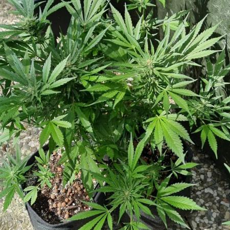 3in1 OUTDOOR Apricot Automatic FastBuds