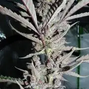 GoodGenetix Permanent-G Automatic