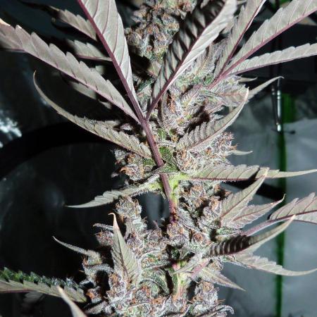 GoodGenetix Permanent-G Automatic