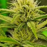 Mendo Guava Automatic