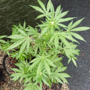 3in1 Outdoor Lemon Cherry Cookies Auto