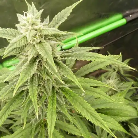 Banana Guava