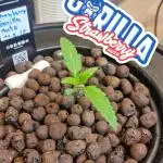 42FastBuds Strawberry Gorilla Auto 