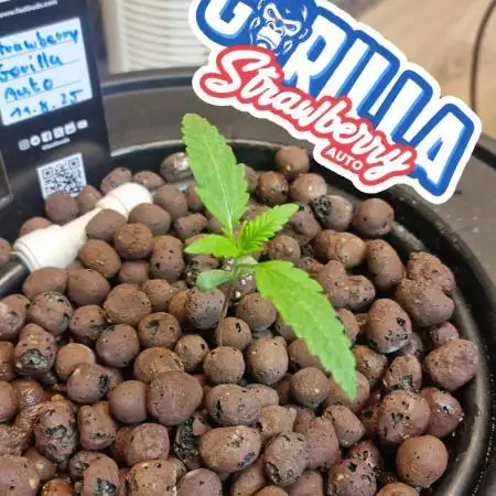 42FastBuds Strawberry Gorilla Auto 