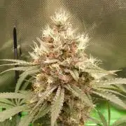 Mendo Guava Automatic