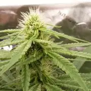 Community GROW