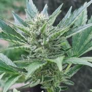 3in1 OUTDOOR Apricot Automatic FastBuds
