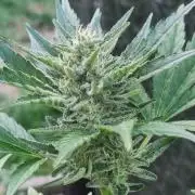 3in1 OUTDOOR Apricot Automatic FastBuds