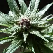 Strawberry Gorilla RF3 AUTOMATIC