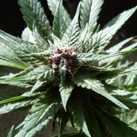 Strawberry Gorilla RF3 AUTOMATIC