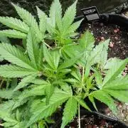 OUTDOOR Apricot Automatic FastBuds