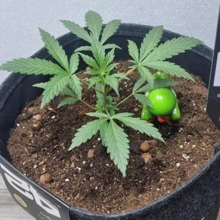 Guava Sundae Automatic