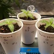 GoodGenetix Permanent-G Automatic