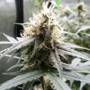 NEW Lemon Cherry Sundae RDWC