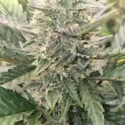 GoodGenetix Permanent-G Automatic