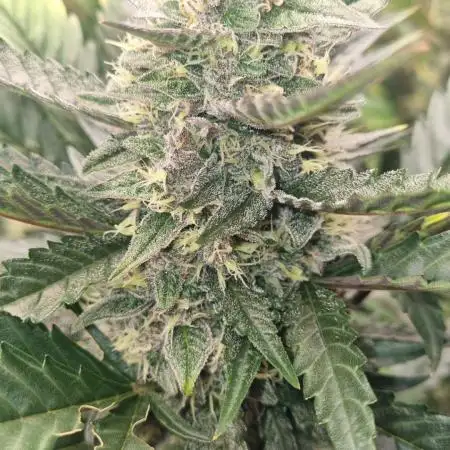 GoodGenetix Permanent-G Automatic