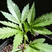 OUTDOOR Apricot Automatic FastBuds