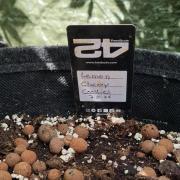 3in1 Outdoor Lemon Cherry Cookies Auto