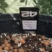 3in1 Outdoor Lemon Cherry Cookies Auto