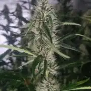 NEW Mango Cherry Runtz Automatic RDWC