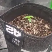 Apricot Automatic  FastBuds