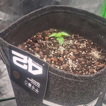 Apricot Automatic  FastBuds