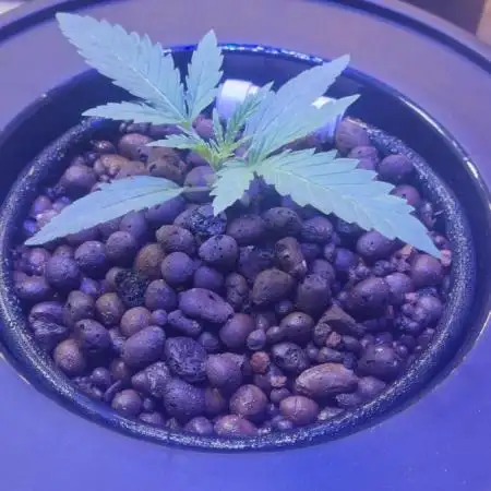 First RDWC Grow