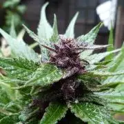 Strawberry Gorilla RF3 AUTOMATIC