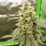 Banana Guava
