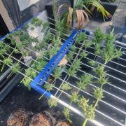 3in1 Outdoor Lemon Cherry Cookies Auto