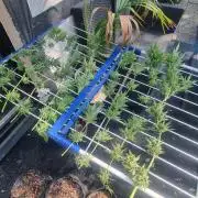 3in1 Outdoor Lemon Cherry Cookies Auto