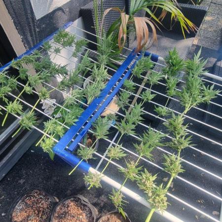 3in1 Outdoor Lemon Cherry Cookies Auto
