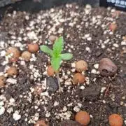 Outdoor Lemon Cherry Cookies Automatic