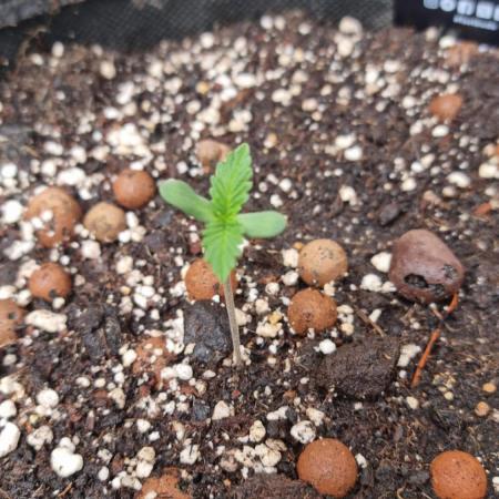 Outdoor Lemon Cherry Cookies Automatic