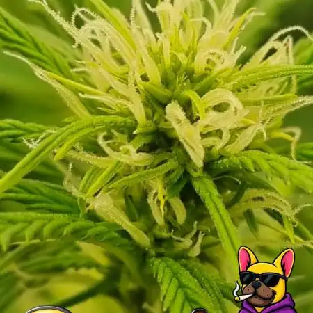 Banana Guava
