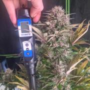 Lemon Cherry Cookies Automatic's