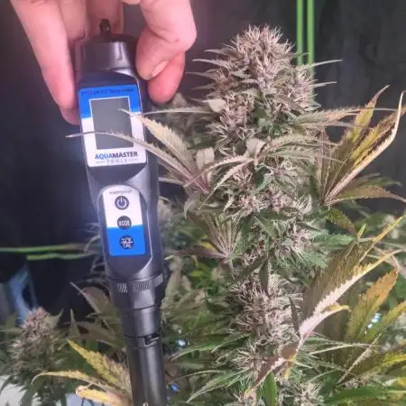 Lemon Cherry Cookies Automatic's