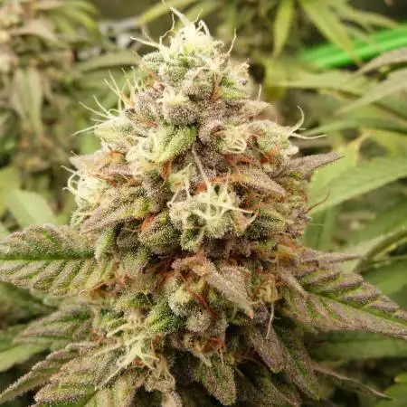 Mendo Frost Automatic