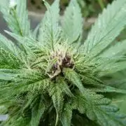 Strawberry Gorilla RF3 AUTOMATIC