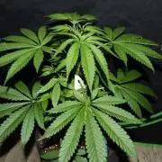 Community GROW