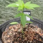Outdoor Lemon Cherry Cookies Automatic
