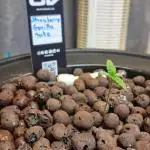 42FastBuds Strawberry Gorilla Auto 