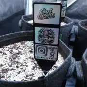 GoodGenetix Super Tropicana Cherry FF