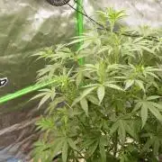 NEW Mango Cherry Runtz Automatic RDWC