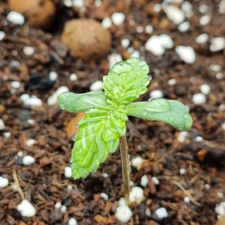 Community GROW